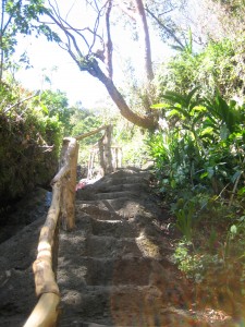 The Stairs to enter the Yoga Forest